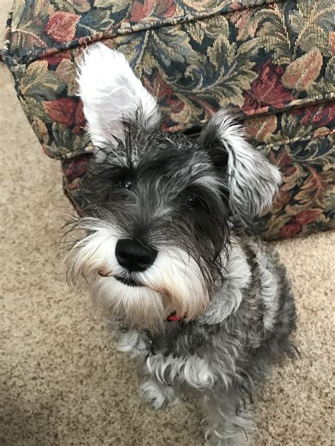 miniature schnauzer puppies $400|More.